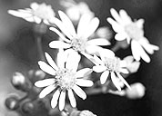 哪个平台最稳定的短信电话云轰炸